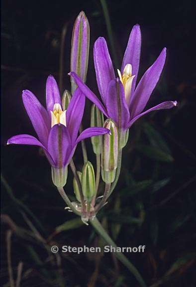 brodiaea sp 1 graphic